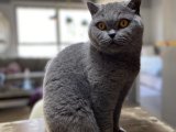 Çiftleşmeye Hazır: British Shorthair Dişi Arıyor Aşkını!