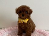 Best Of Puppy Ödüllü Sertifikalı En küçük boy Toy Poodle!