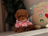 EVİNİZİN NEŞESİ TOY POODLE YAVRULARIMIZ