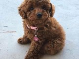 Yakışıklı TOY POODLE oğlumuz