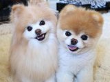 Hayallerinizdeki Minik Komplo: Pomeranian Boo Cüce Maceralar