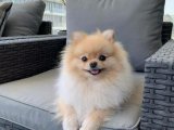 Yavru Pati Dansı: Pomeranian Boo Çiçekleri Sizi Bekliyor!