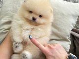Minik Dünyaların Sırları: Pomeranian Boo Yavru Keşifleri