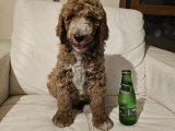 Gerçek GIANT POODLE doodle Bebekler