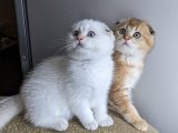 Evinizi Renklendiren Zarafet: Scottish Fold Yavru Kedilerle Hayatı Kutlayın!