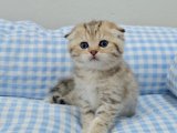 Scottish Fold: En İyi Fiyatlarla Sizi Bekliyor!