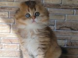 Scottish Fold Yavruları: Sağlık ve Mutluluk Garantisi!