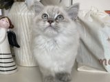 Dişi British Longhair Yavru