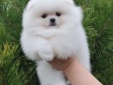 Yavru Moda İkonları: Pomeranian Boo Yavru Koleksiyonu