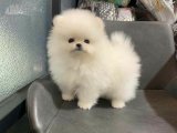 Minik Patiler, Büyük Kucaklar: Pomeranian Boo Yavru Sarılması