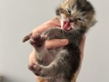 British Shorthair dişi