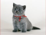 Sevimli British Shorthair Yavruları: Ailelerin En Güzel Tamamlayıcısı!