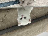 British shorthair beyaz