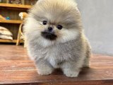 Pomeranian Boo Yavrularımız Güvende ve Sağlıklı