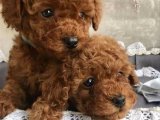 Hayal Gücü Sınırlarını Aşan Güzellik: Satılık Toy Poodle Yavruları!