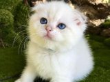 Sadeliğin Şıklığı: Scottish Fold Yavruları