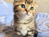 Kocaman Gözler, Minik Kalpler: Scottish Fold Aşkı Kapınızda!
