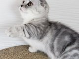 Scottish Fold: Akıllı ve Enerjik Yavrular Satışta!