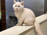 British Shorthair Zamanı: Minik Patilerle Büyük Sevinç!