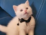 British Shorthair Yavrularıyla Kalbinizi Çalacak Bir Deneyim!