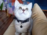 Mutluluğun Anahtarı: British Shorthair Yavrularıyla Buluşun!