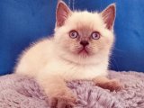 Sevgi Dolu Patiler:  Yavru British Shorthairlarla Kalbinizi Isıtın!