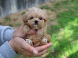 Sevimli Maltipoo Yavruları Satışa Sunuldu!