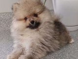 Pomeranian Boo: Zerafetin Simgesi