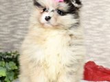 Kaliteli ve uygun fiyatlı Pomeranian Boo yavrumuz