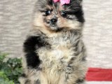 Pomeranian Boo Yavruları: Aşk Dolu Ev Arkadaşları
