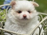 Renkli Gözler, Renkli Kişilik: Pomeranian Boo