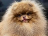 Sınırlı Sayıda Göz Alıcı Pomeranian Boo Köpekleri!