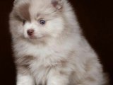 Harika Pomeranian Boo Köpekleri: Şimdi Sipariş Verin!