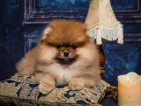 Göz Alıcı Pomeranian Boo Yavruları: Kaçırılmayacak Fırsat!