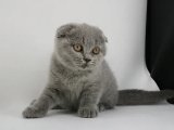 Scottish Fold Magicianları: Sihirli Dostlarınızı Keşfedin!