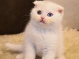 Sonsuz Sevgi: Scottish Fold Yavrularıyla Kalbinizde Yer Açın!