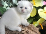 Scottish Fold Wonderland: Kalp Çalan Yavrular Sizi Bekliyor!