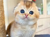 Aşkla Yoğrulmuş Scottish Fold Minikleri: Kaçırmayın!