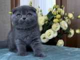 Sonsuz Sevgi Kaynağı Scottish Fold Yavruları İçin Beklemede!