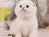 Prens ve Prenseslerin Buluşması: Scottish Fold Harikası!