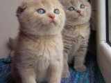 Güzel Kalpli Scottish Fold Yavruları: Şimdi Sahip Olma Zamanı!
