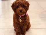 Sevimlilikte Zirve: Toy Poodle Yavrumuz Sizi Bekliyor!