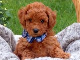 Büyük Bir Sevgi Paketi: Toy Poodle Yavrumuz Seni Bekliyor!