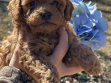 Mavi Gözlü Mucize: Toy Poodle Yavrumuzla Tanışın, Aşkı Keşfedin!