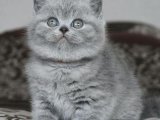 Kedilerin Gizemli Dünyası: British Shorthair Yavrularıyla Gizemleri Keşfedin!