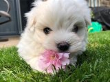 Köpekseverler İçin Fırsat: Maltese Terrier Yavrularımız Satışta!