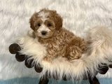 Gökyüzünden Gelen Zariflik: Satılık Safkan Maltipoo Yavrular!