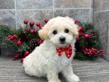 Uygun fiyatlı güzellik Maltipoo yavrumuz sizi bekliyor