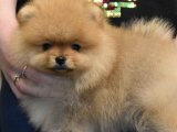 Hayalinizdeki Dostla Tanışın: Pomeranian Boo Yavrumuz Yeni Bir Yuvaya Hazır!