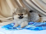 Pomeranian Boo Köpeklerimiz Sağlıklı ve Mutlu